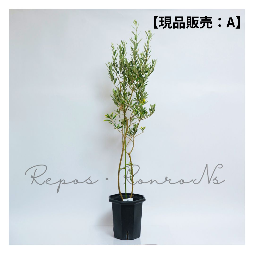 縁起木＊魔除け/天然野生の可愛い柊さん【柊＊ひいらぎ＊鉢植え】 完売