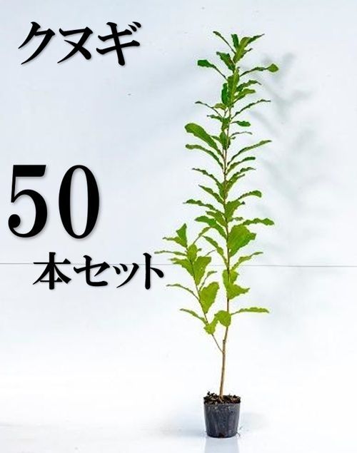 50本セット クヌギ樹高0.8m前後10.5cmポット