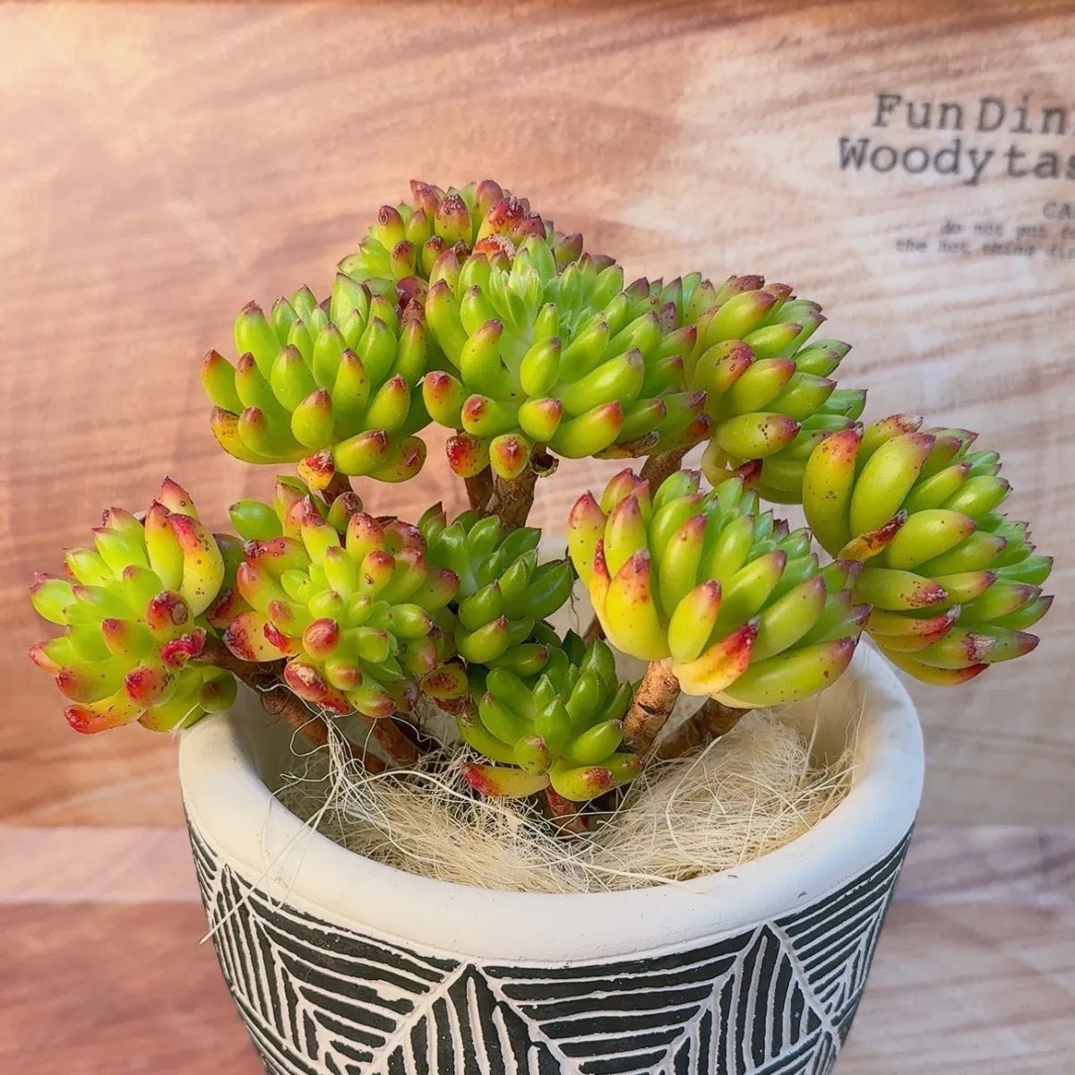 多肉植物 タッチミー ご予約品