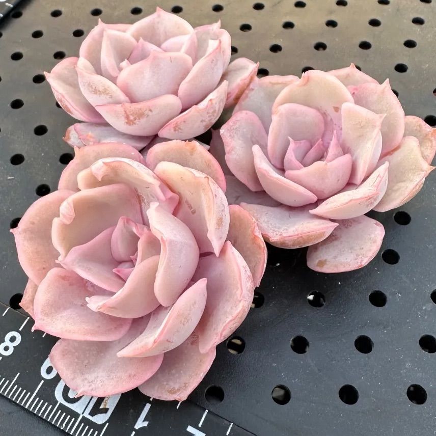 ピンキールミ Pinky rumi エケベリア 韓国苗 多肉植物 新品種 人気