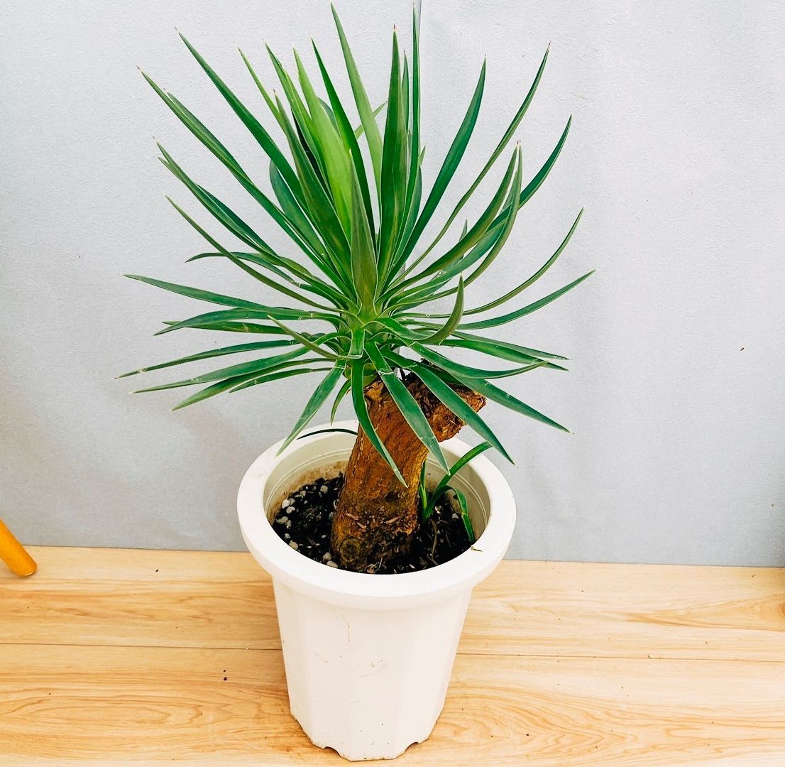 ヘアピンバンクシア スピヌローサ6号鉢高さ90センチ 現物】バンクシア