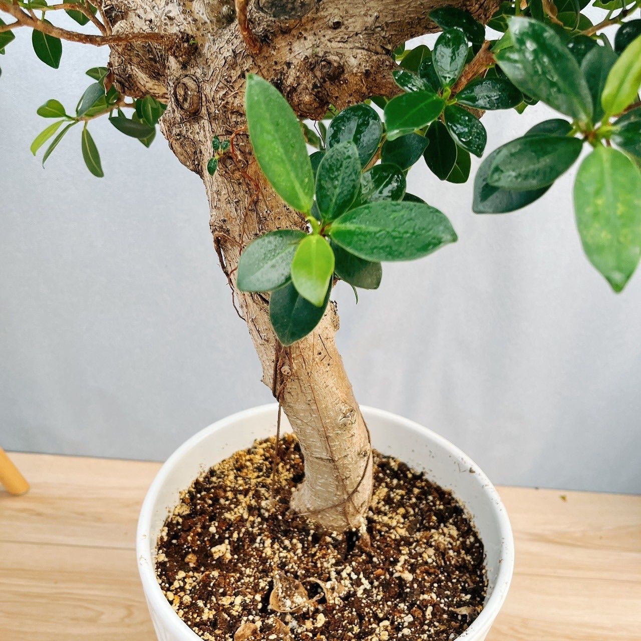 現品］【希少】2番 ガジュマル 極太 観葉植物 室内 レア ゴムの
