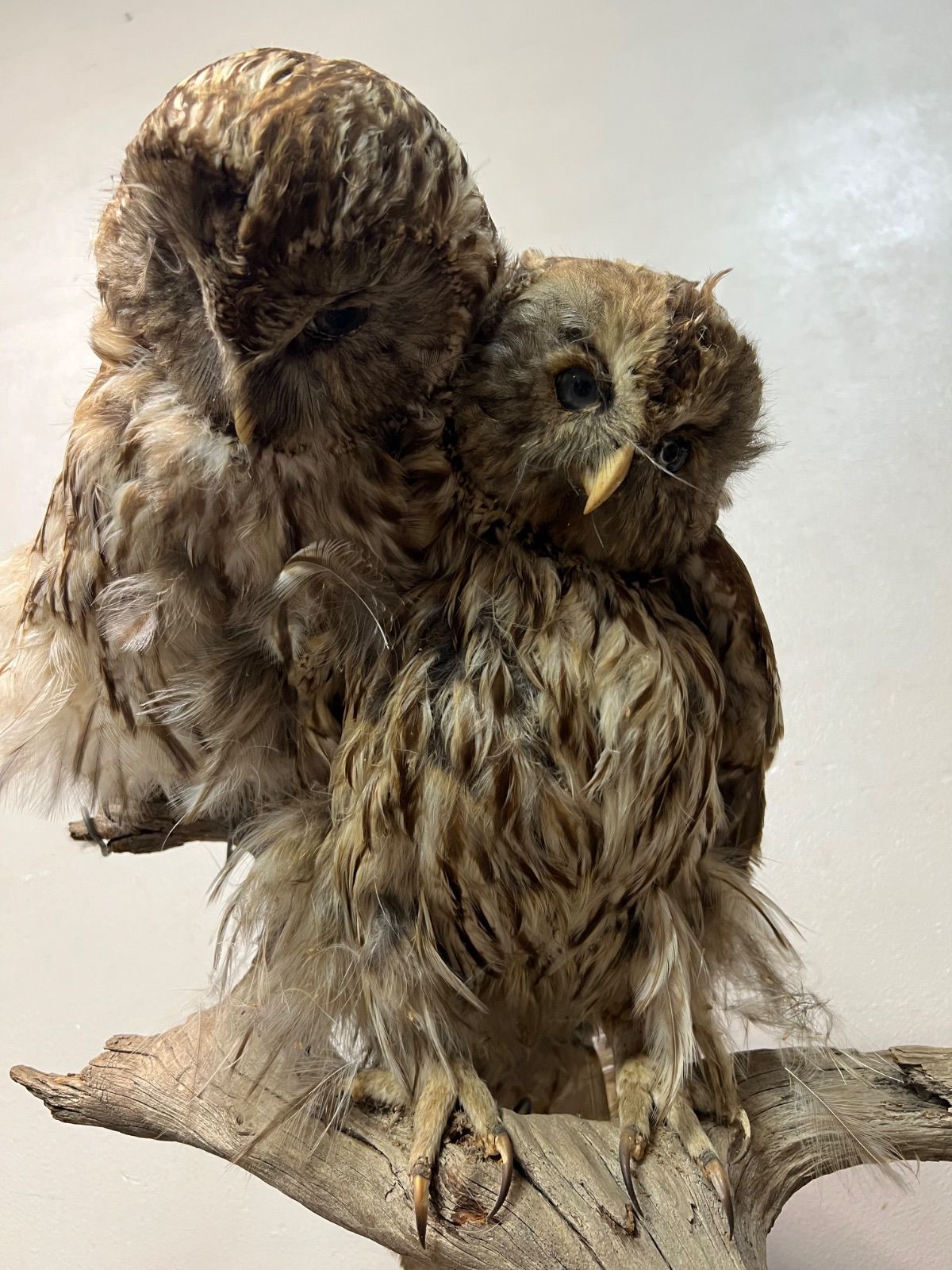 【最終値下げ】フクロウの剥製 ⭐︎ フクロウ 剥製 3羽 縁起物 ふくろう 立木 オブジェ - メルカリ
