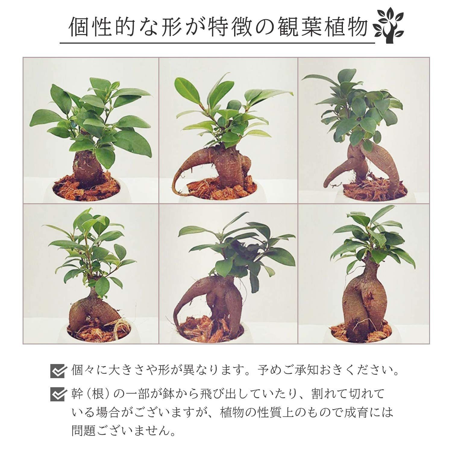 観葉植物 花のギフト社
