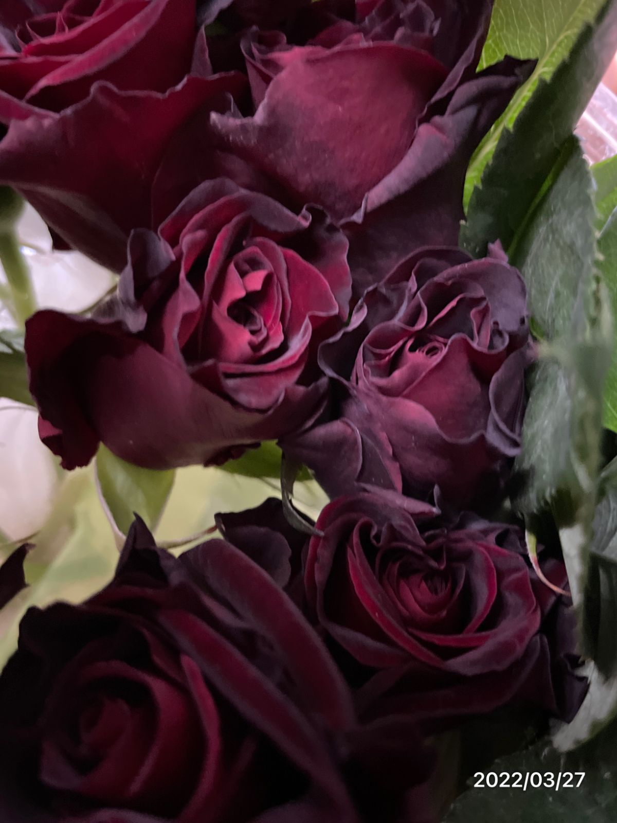 切り花 B3R1KK3 B1KK1R1☆花つき、花保ちの良い黒バラ四季咲き中