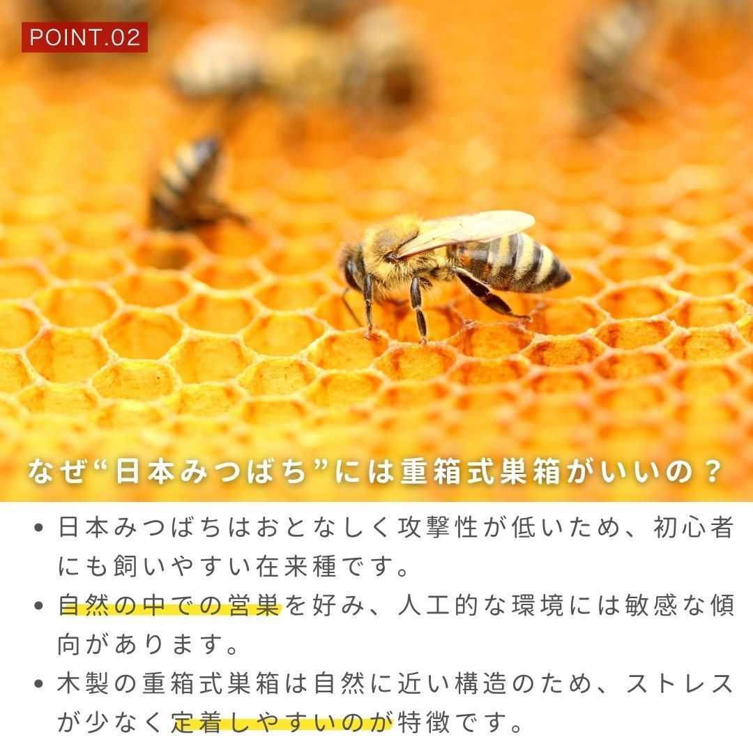 ニホンミツバチ