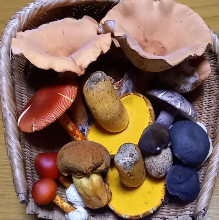 極上品 国産 山梨産 【天然 大つぼみ 松茸 約400g前後】 御供 高級松茸-