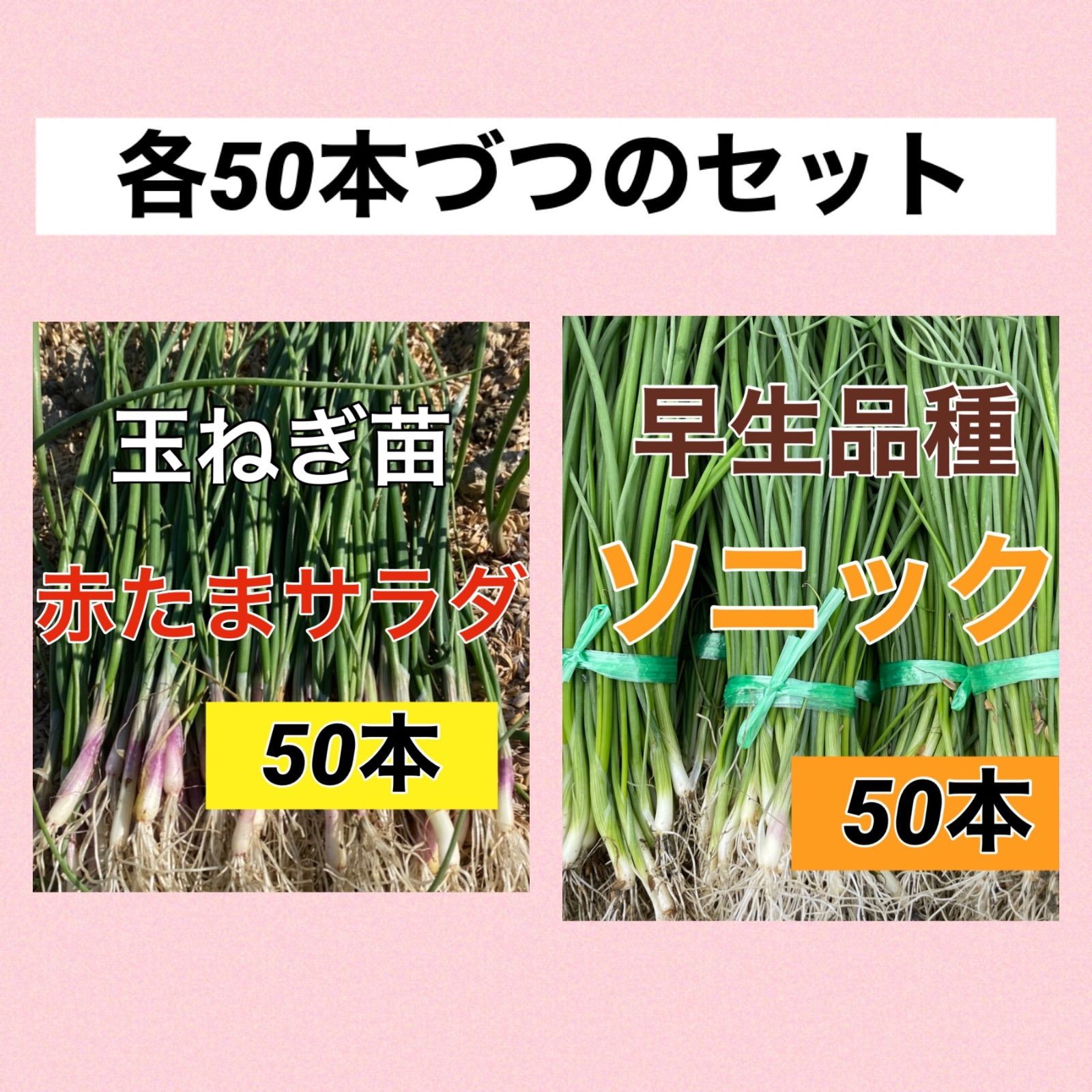 サラダ赤玉ねぎ苗50本➕早生玉ねぎ苗ソニック50本 - メルカリ