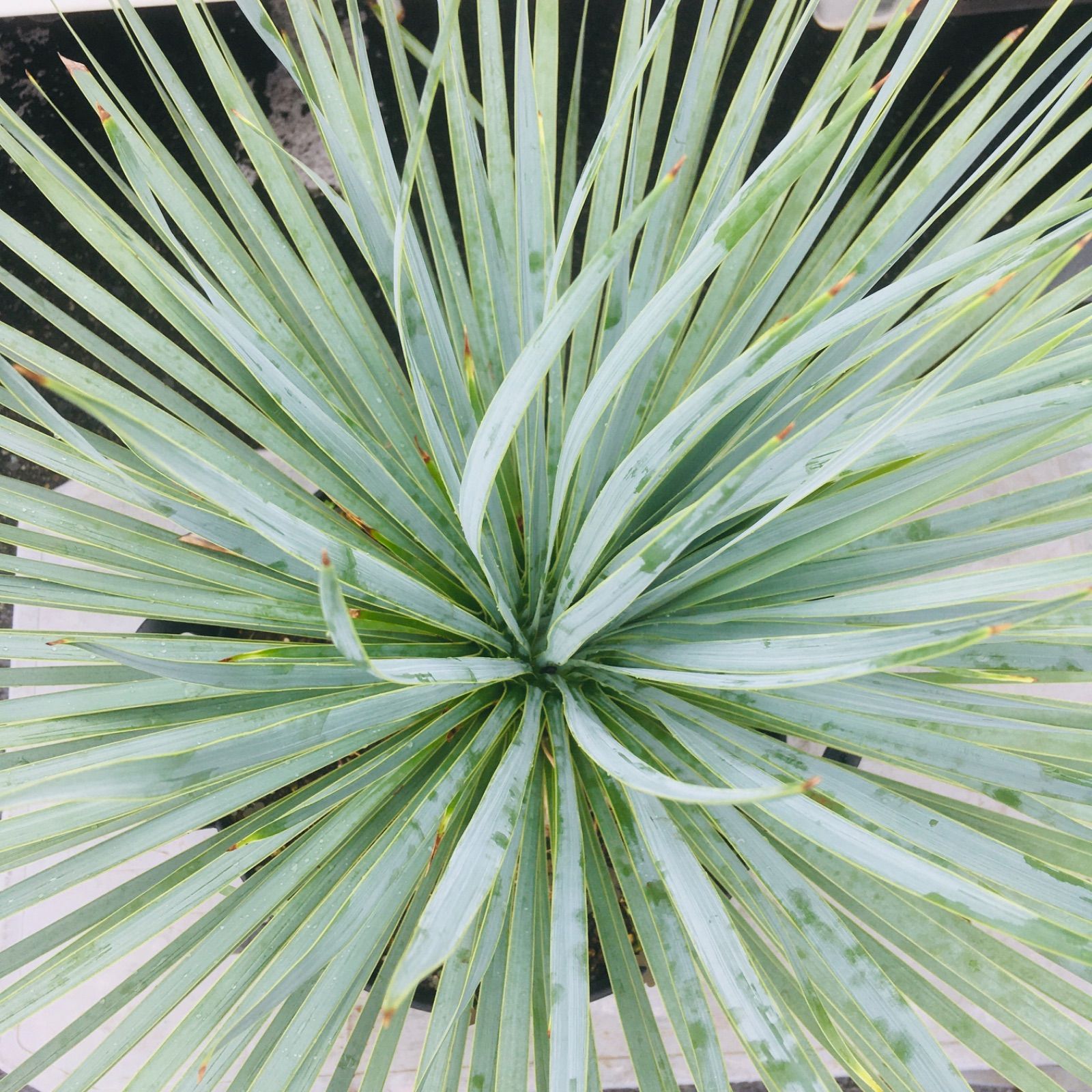 高騰品種・発根済み】ユッカ ロストラータ スーパーシルバー 特選 Yucca Rostrata 