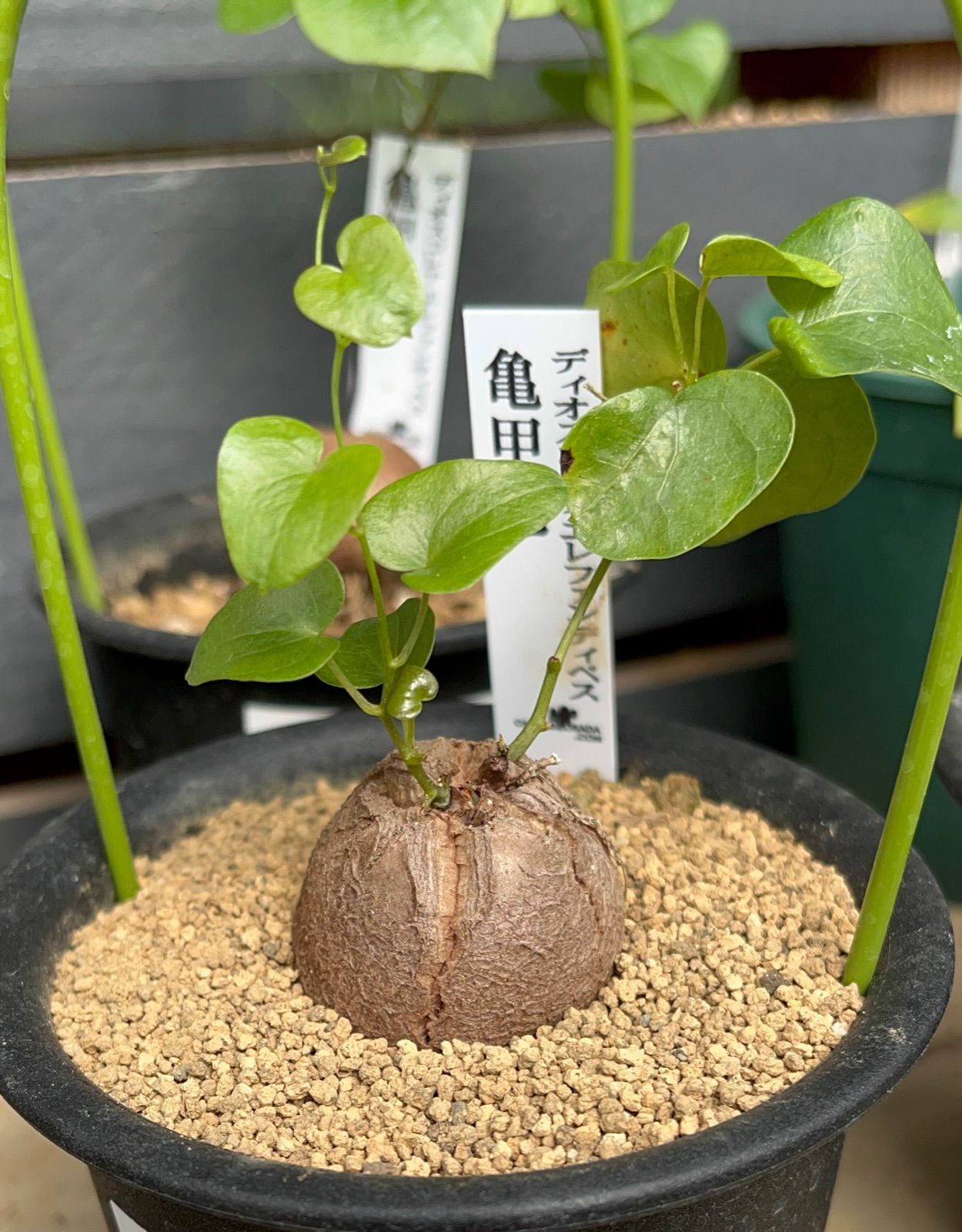 多肉植物 塊根植物 種子 種 ディオスコレア エレファンティペス Dioscorea Elephantipes 亀甲竜 ヤマノイモ属 種子 10粒