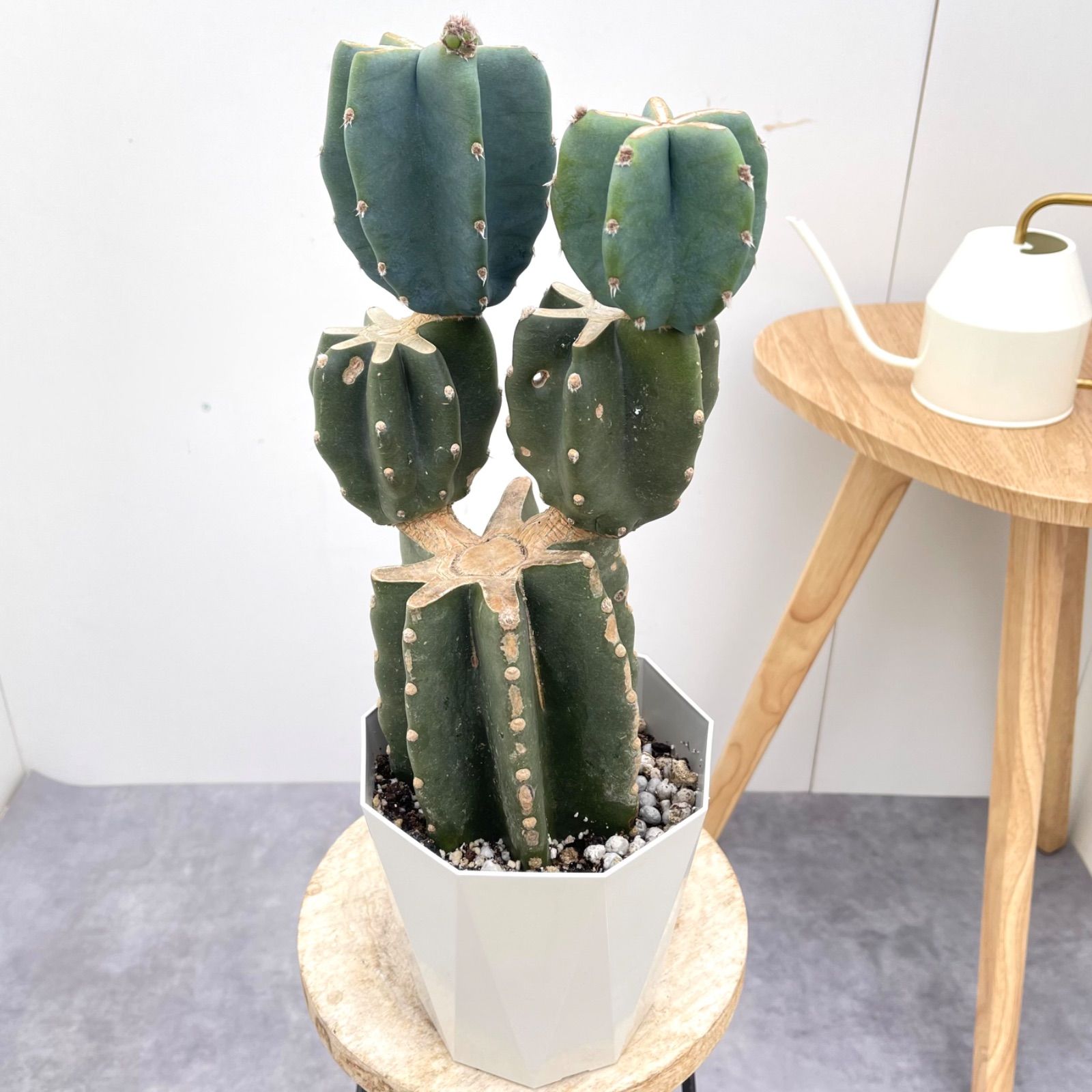 柱サボテン ブランチ 2【現品】観葉植物 室内 ドライガーデン 5号