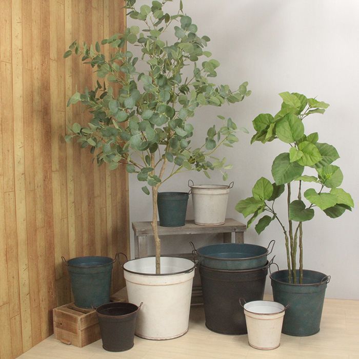観葉植物