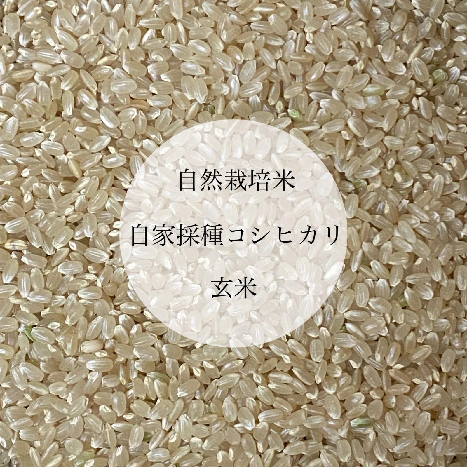 令和4年新米 自然栽培米 精米5kg 農薬不使用・肥料不使用 コシヒカリ
