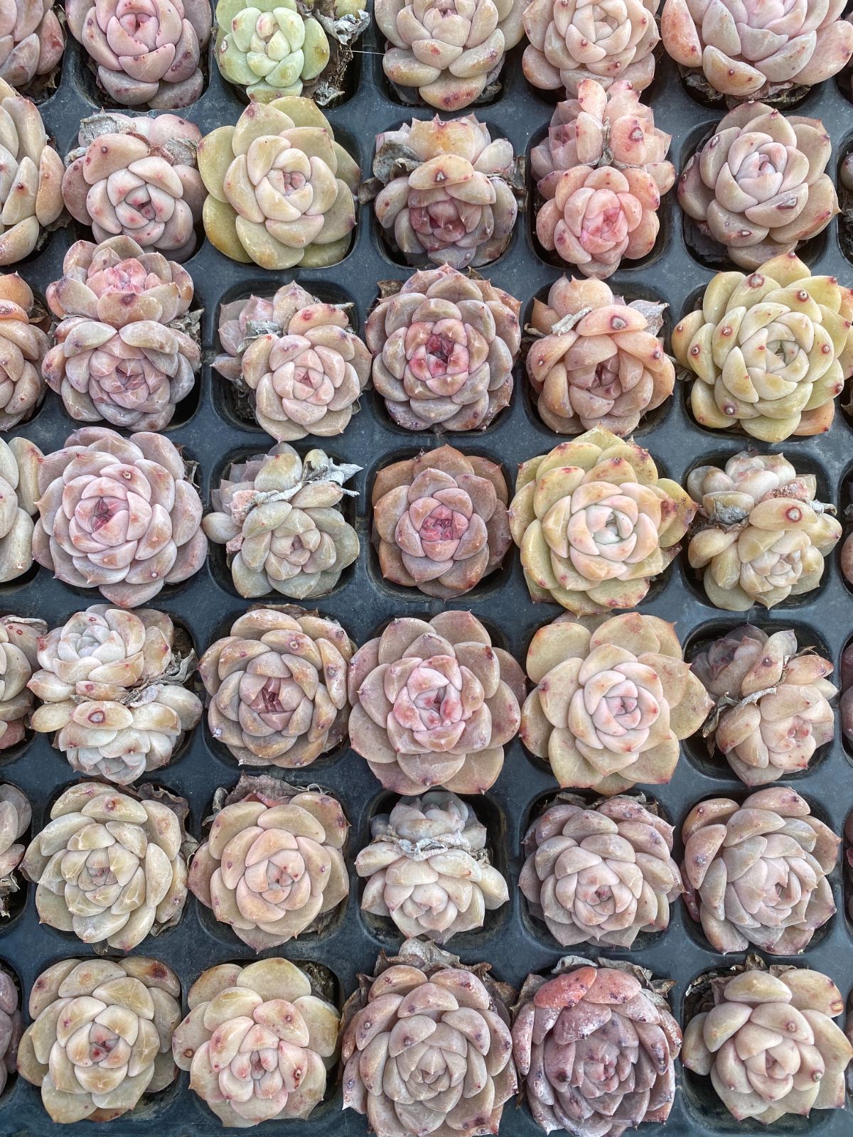 新入荷 飴心・ピンク 鮮やかな105苗セット 土と根付き 多肉植物