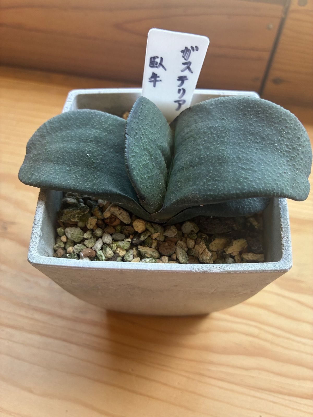 ガステリア 臥牛 - メルカリ