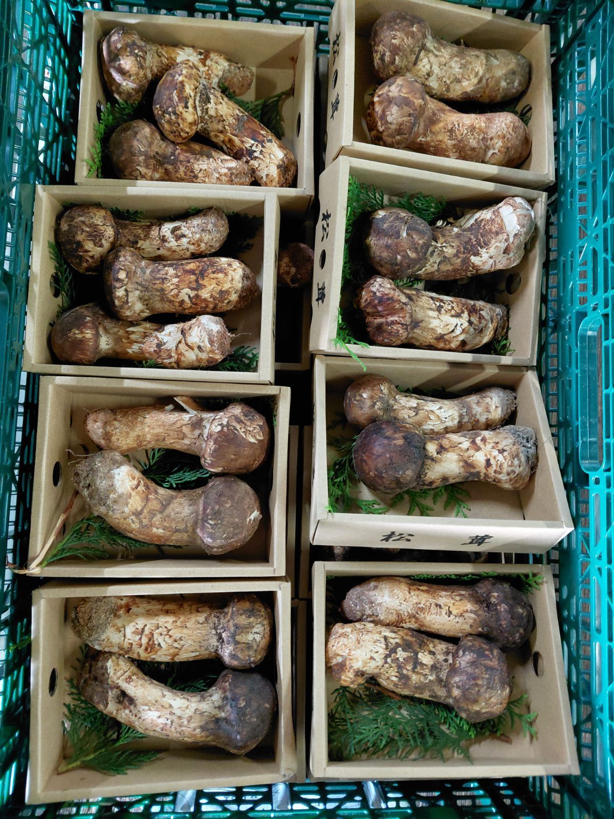 松茸中国産約180g 2パック入り