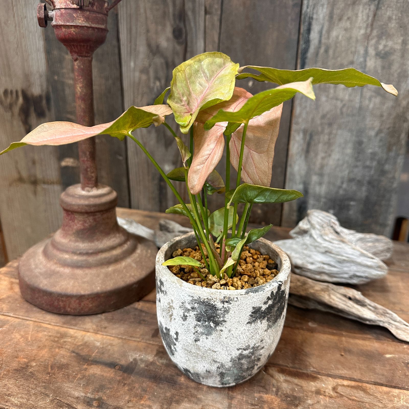 観葉植物　シンゴニウム　ネオン　インテリアグリーン　A26