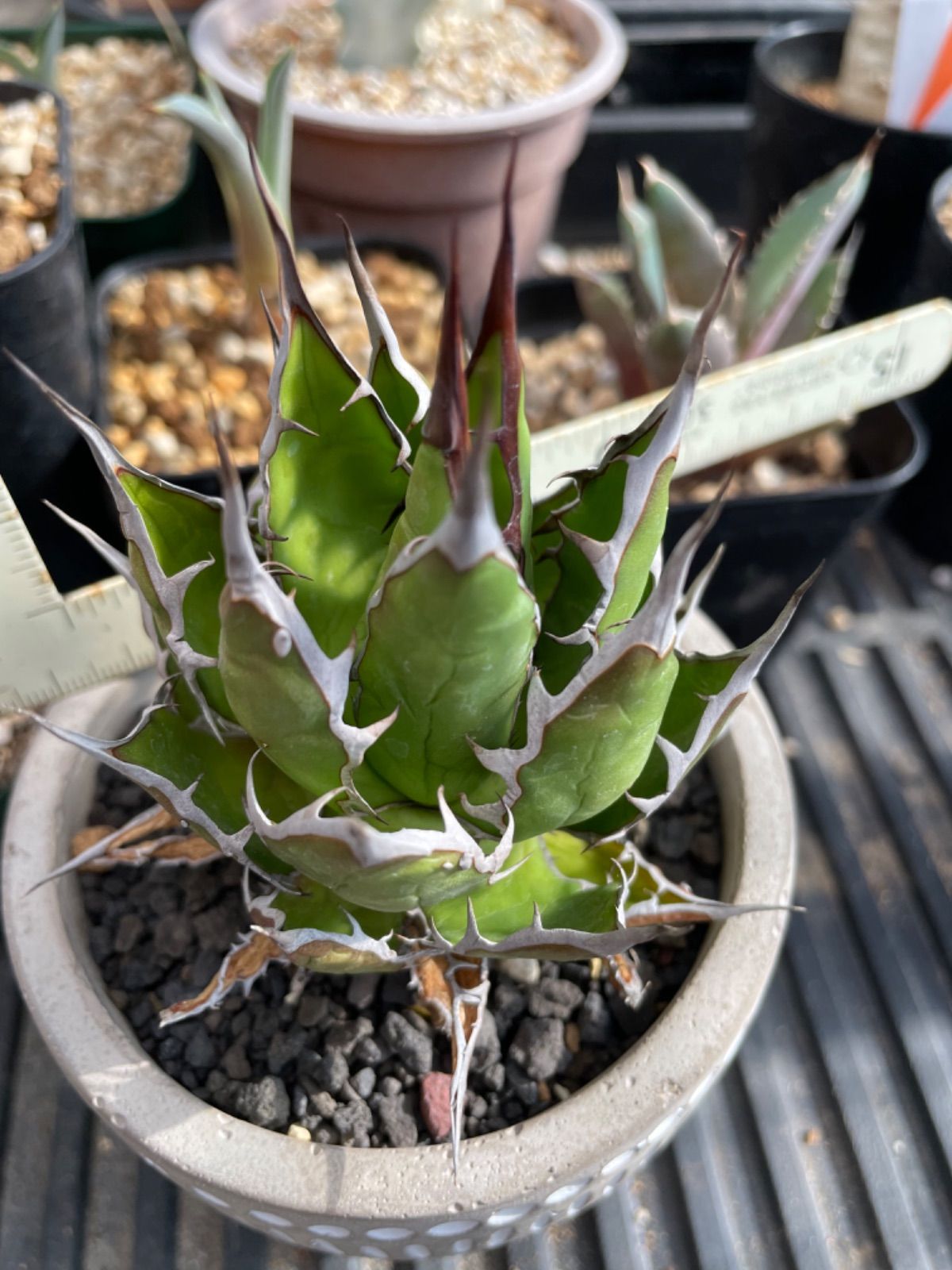 アガベ 激レア ホリダ 白中斑