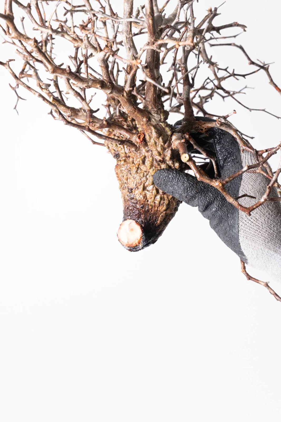 IP72 オペルクリカリア パキプス コーデックス ベアルート株 MP252