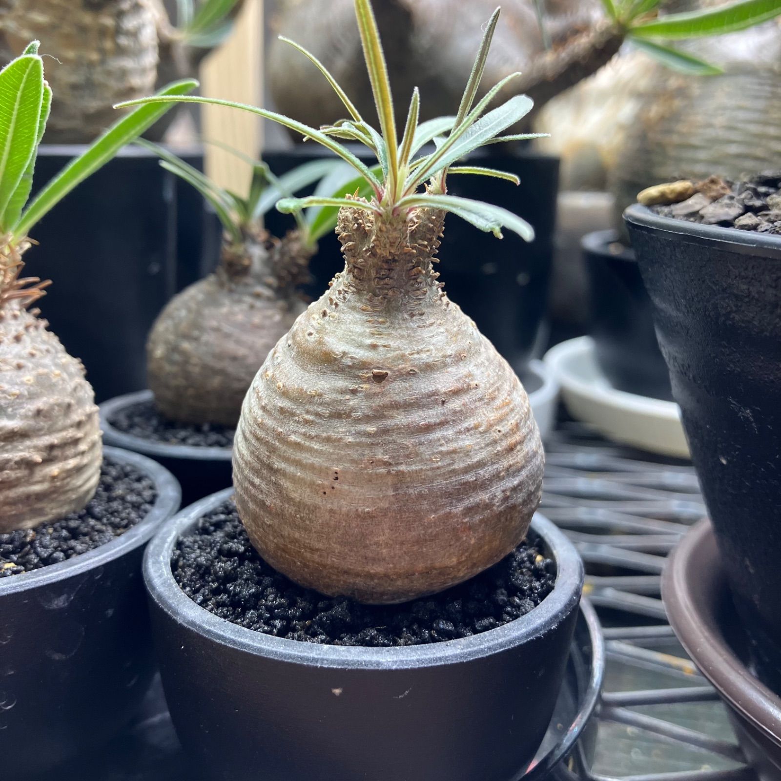 手作植木鉢 S サイズ 検（ 塊根植物 グラキリス パキプス アガベ) 人気 