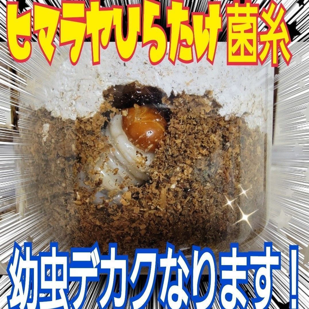 極上！ヒマラヤひらたけ菌糸瓶☆特大1500ml【6本】トレハロース強化