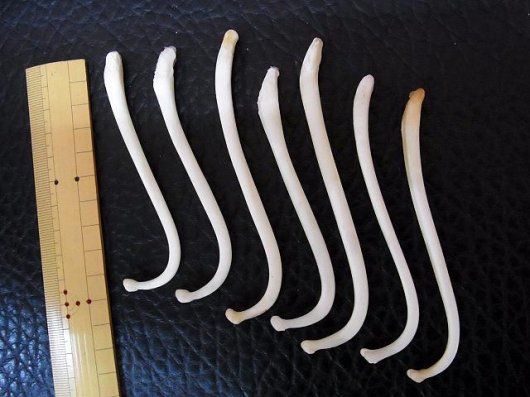 大量入荷！ アライグマ（ラクーン） 陰茎骨（ペニスボーン）大 - メルカリ