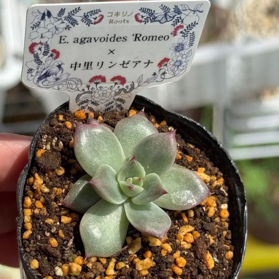 多肉植物コキリノさん苗 Romeox中里リンゼアナ 札なし 夏紅葉