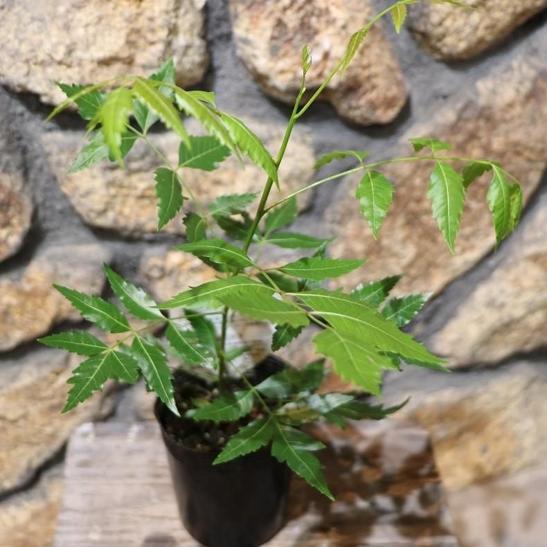 ミラクルニーム ニームの木 3.5号ポット苗 【1鉢販売】 ニーム インドセンダン 鉢植え 地植え 花壇 植木 苗木 虫よけ ハーブ 苗 常緑 ...