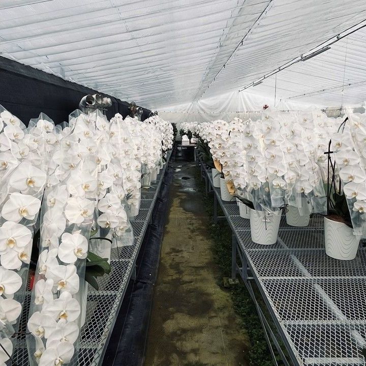 訳あり 大輪胡蝶蘭白５本立|花びらに黒い斑点