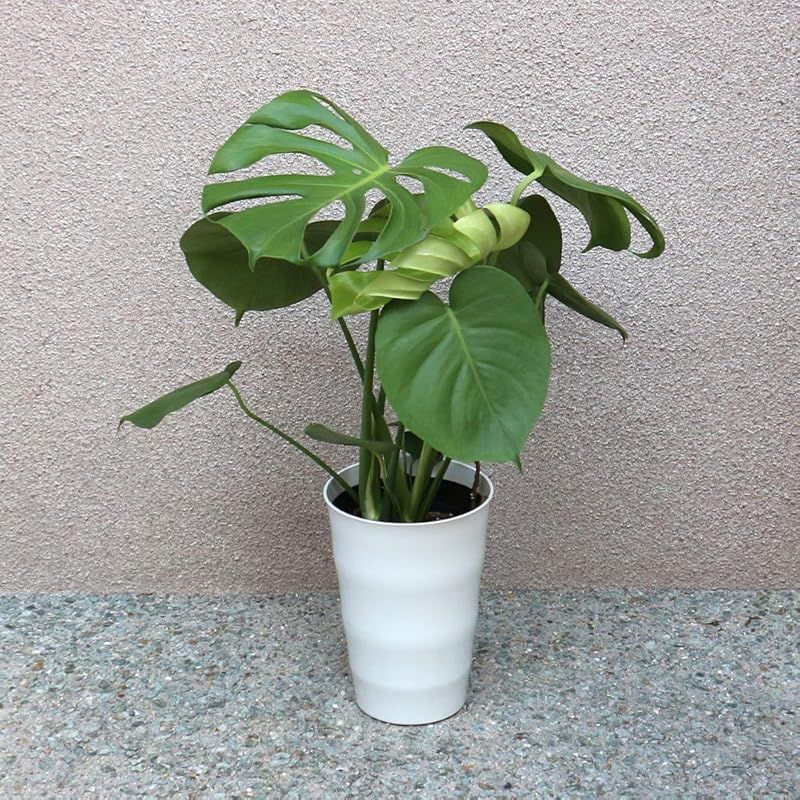 ＩＴＡＮＳＥ モンステラ 観葉植物 中型 6号プラスチック鉢 品種で選べる観葉植物 リビングやオフィス向きサイズ 1個売り にも育てやすく リビングやオフィスのインテリアに 造花ではありません 生きている観葉植物です