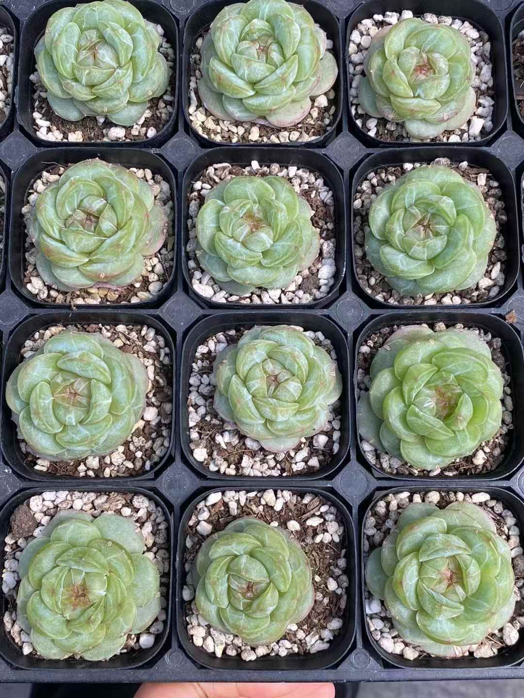 正規品】対向2POD KNヤマンボキャリパー橙ライブディオSR/ライブディオ