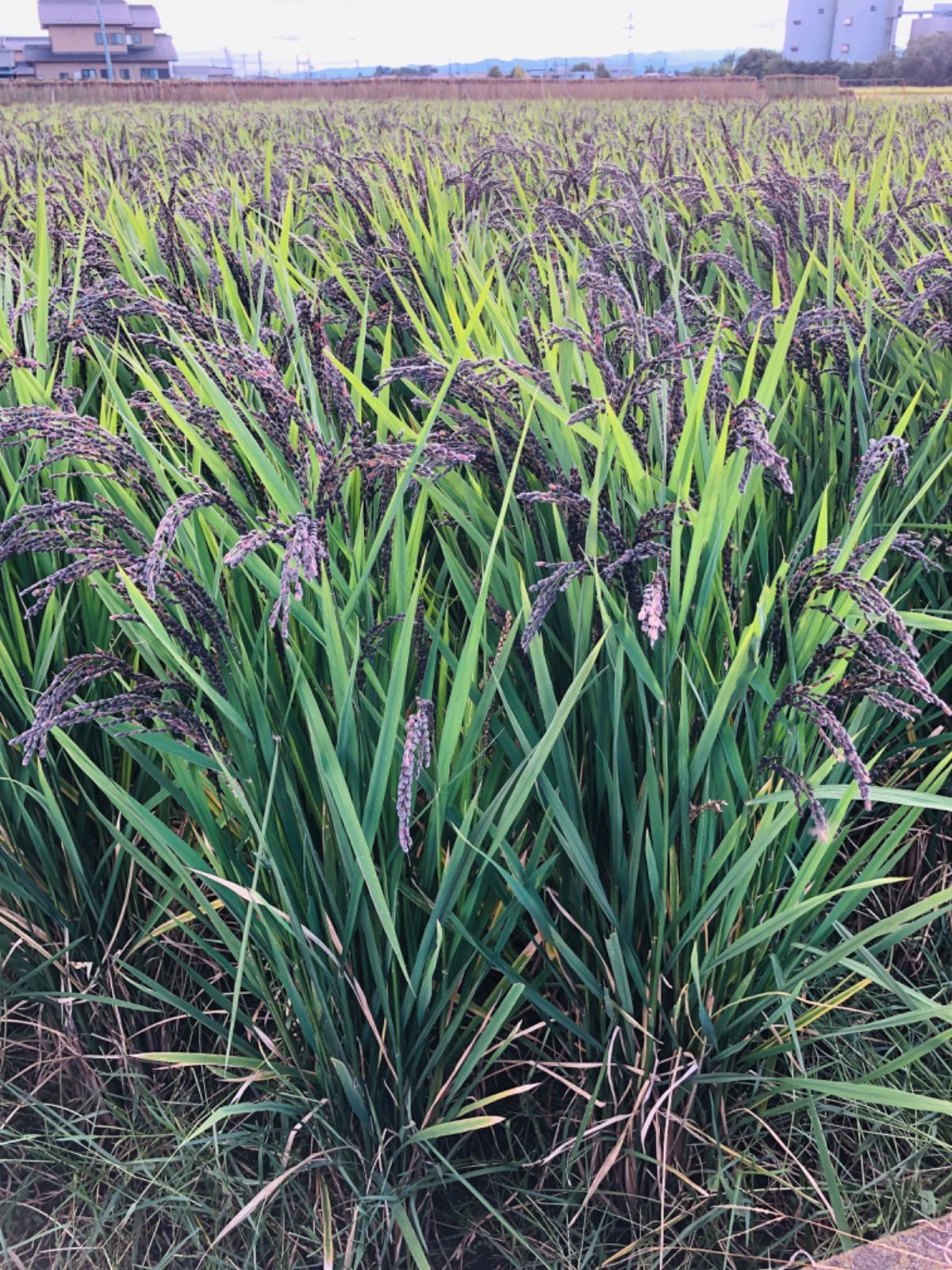 希少緑米使用❗️玄米餅❗️ - 上原ファーム - メルカリ