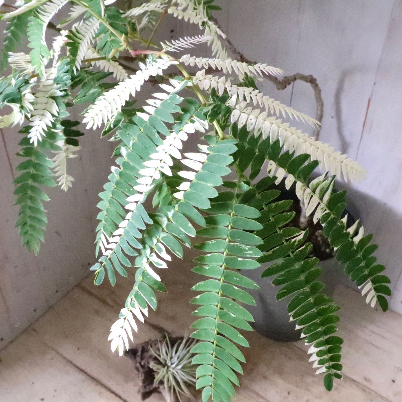 希少♡斑入り♡エバーフレッシュ♡ネムの木♡観葉植物♡インテリア