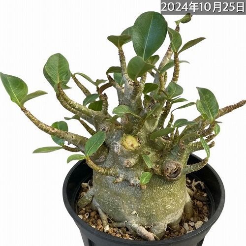 訳あり特価】塊根植物 幹太アデニウム アラビカム 4号 タイプB(個体おまかせ1鉢) 観葉植物 極太タイプ タイ輸入 乾燥に強い - メルカリ