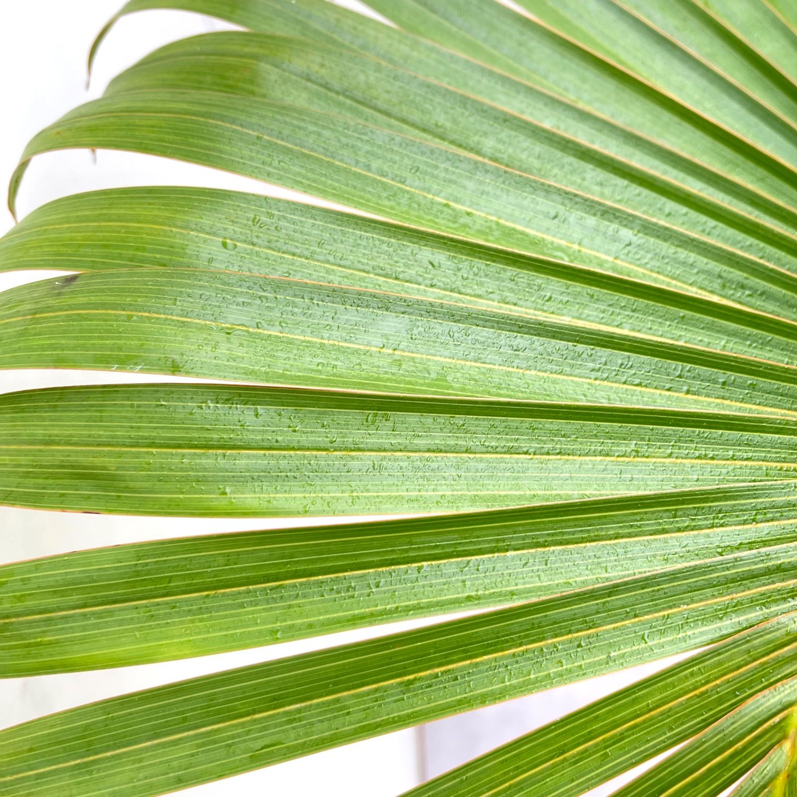 ボトルパーム 現品