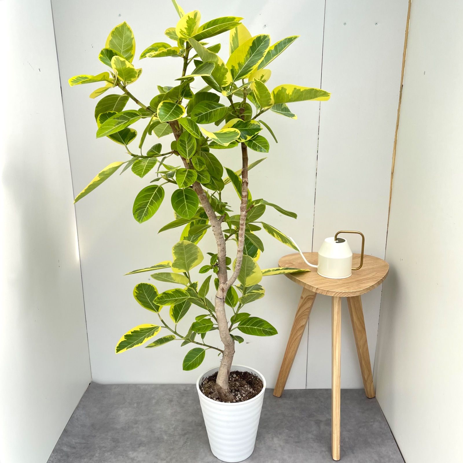フィカス アルテシマ 曲がり 14【現品】観葉植物 室内 大型