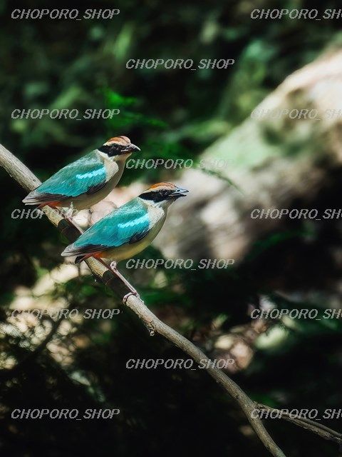 A4】森の奥深くで輝く、幻の鳥【ヤイロチョウ】【野鳥写真