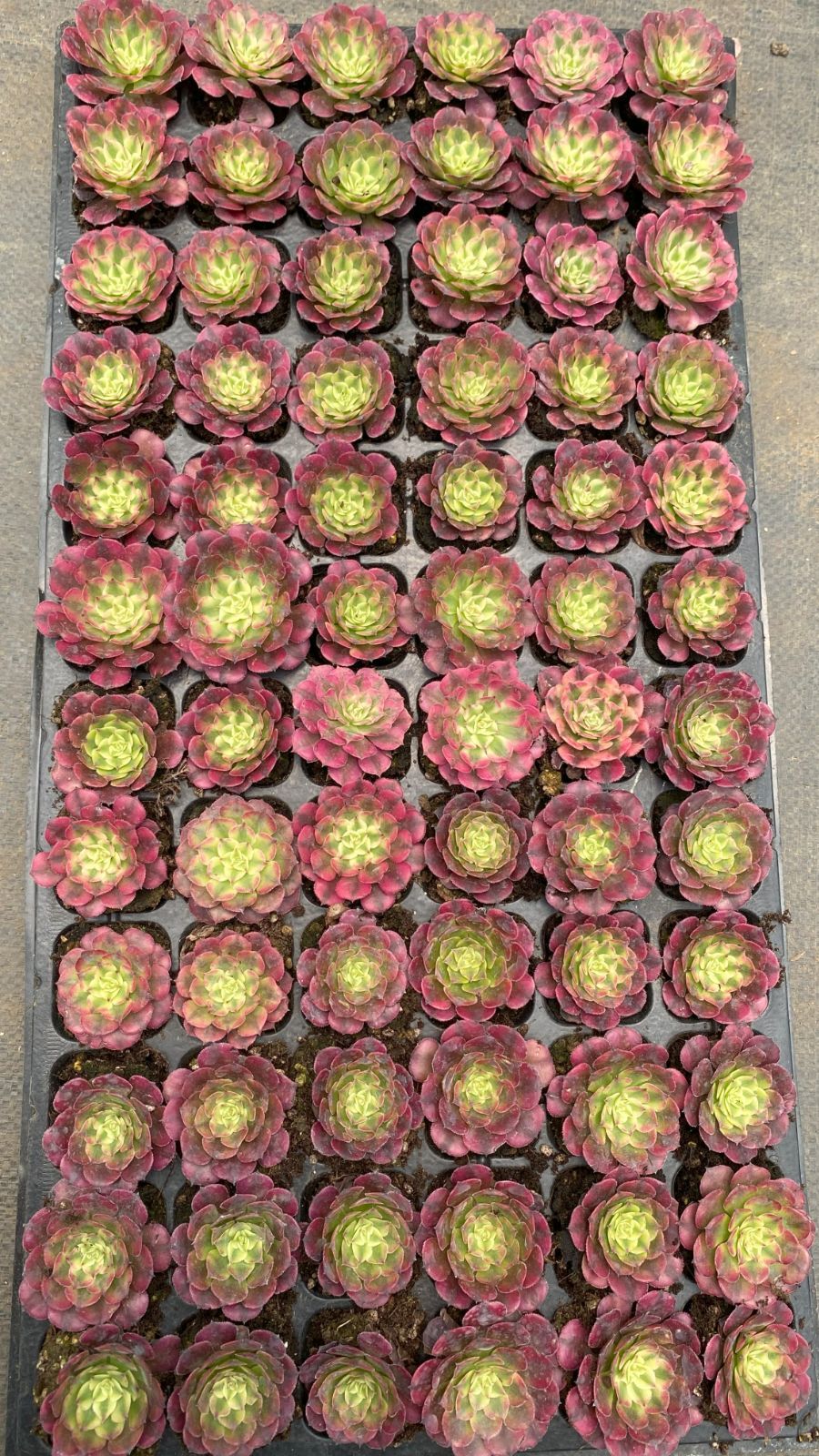 多肉植物 韓国苗 KSKS♡様 多肉植物 韓国苗 エケベリア MIX苗セット このままゆうパケット