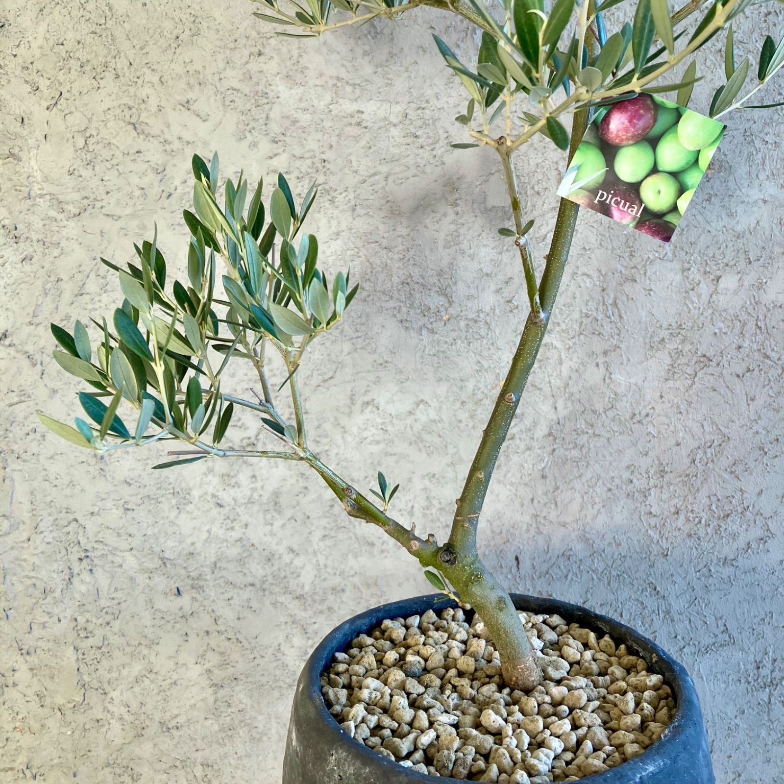 オリーブ 古木 ピクアル 7号鉢つき 曲がり❗ 美形 オリーブの木 souju