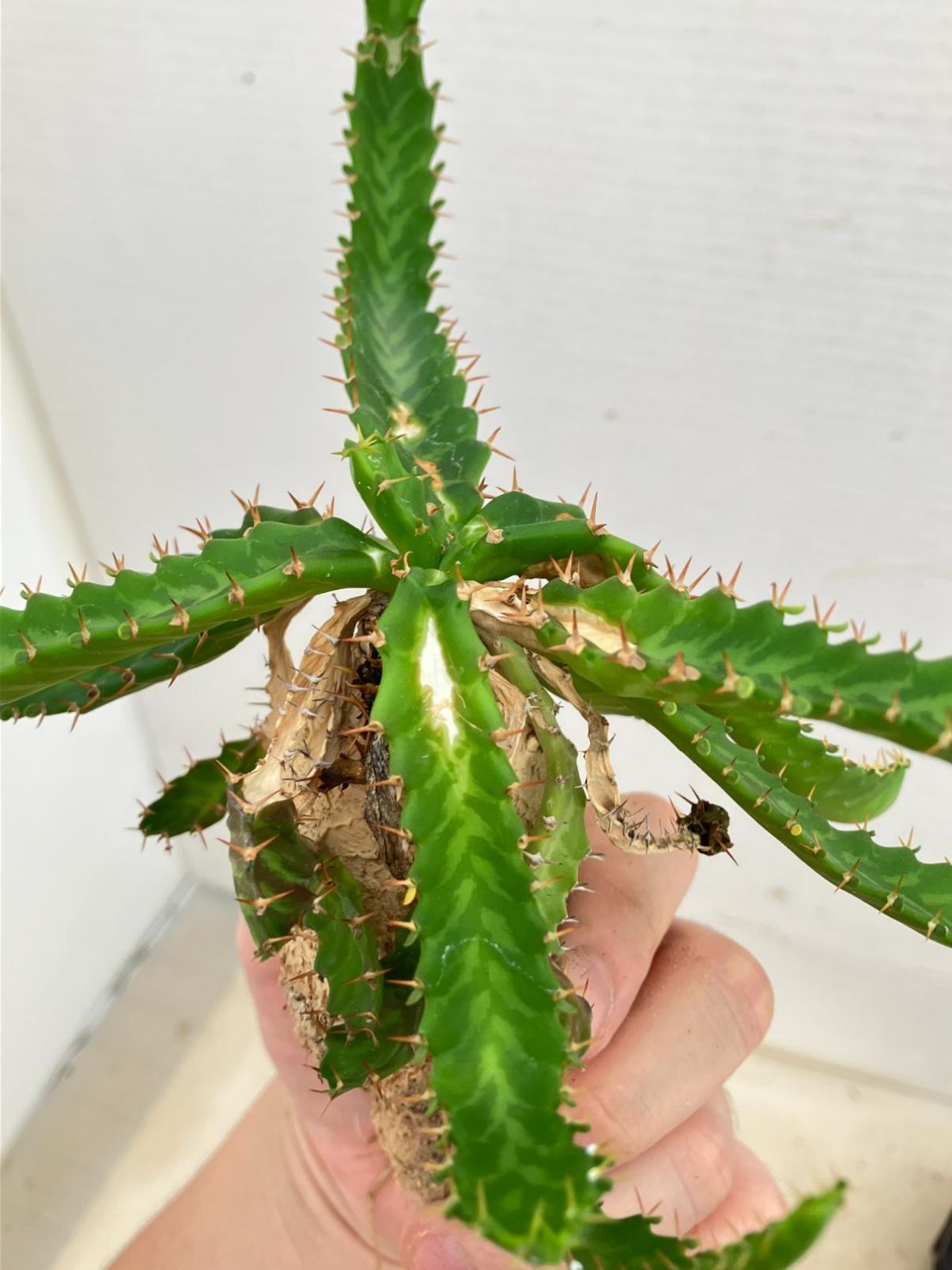 3275 「多肉植物」ユーフォルビア ステラータ 抜き苗【畑地植え株・・Euphorbia stellata・飛竜・塊根植物】 - メルカリ