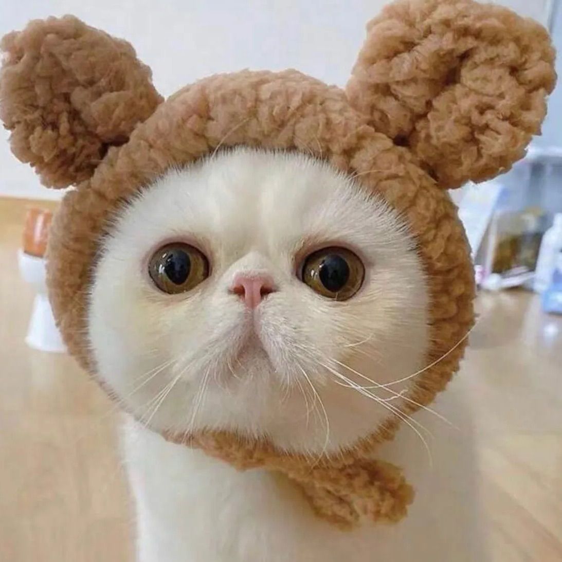 可愛いブラウンクマの被り物！ペンラカバーにもできますよ💖ボムギュ