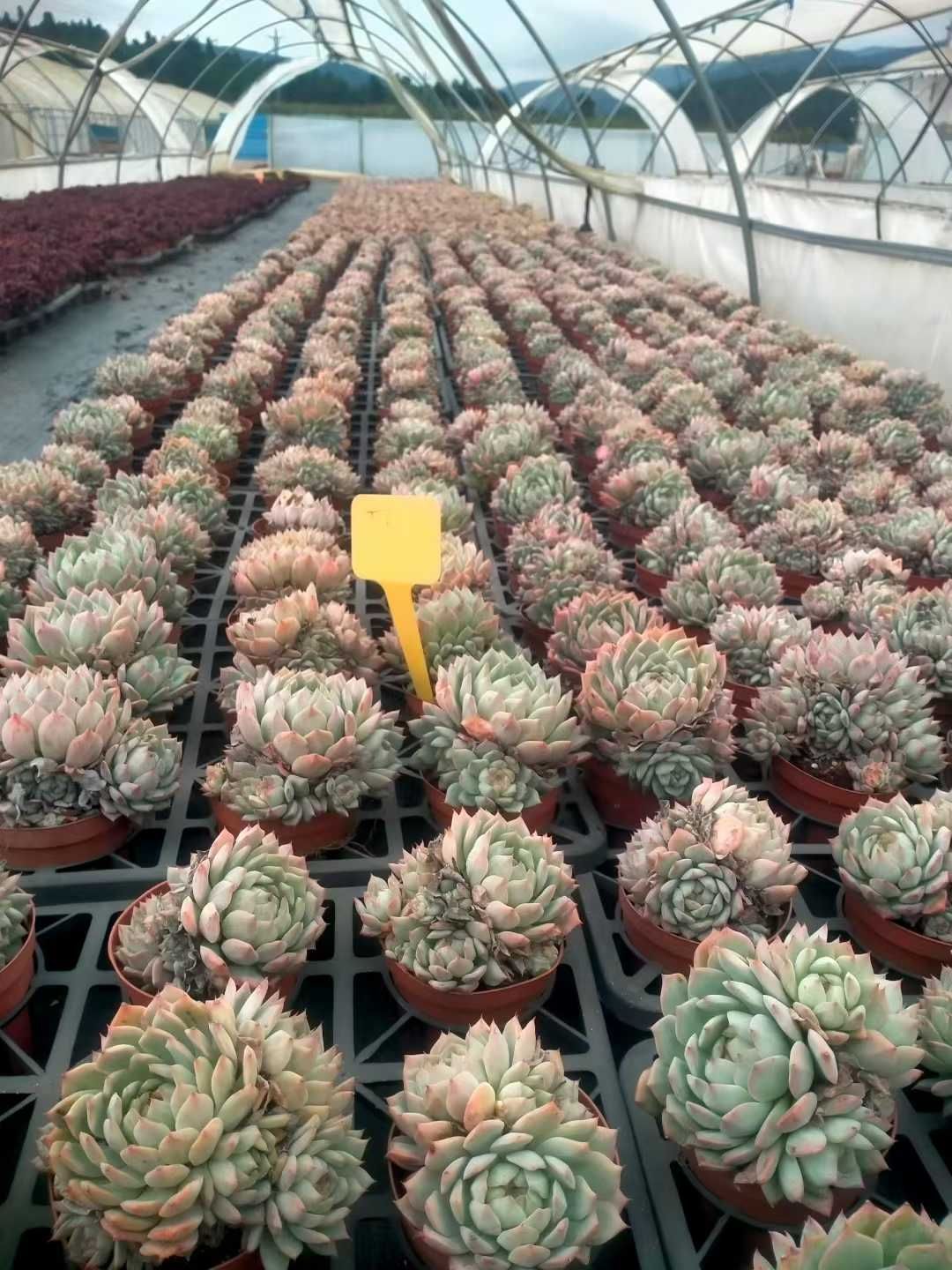 多肉植物抜き苗セット 新発売 24株セット TP 抜き苗 多肉植物 佐川急便発送 エケベリア 韓国