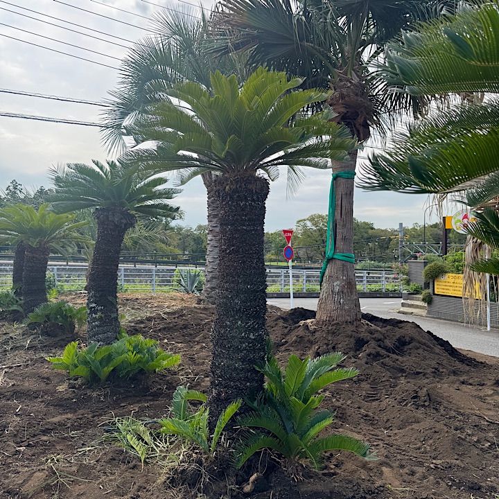 ソテツ 2m 現地受取できる方限定】ソテツ 蘇轍 植物 約2メートル 観葉