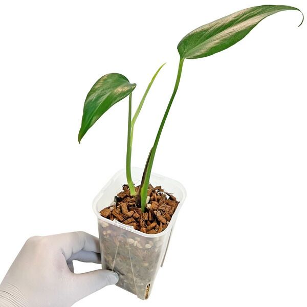 モンステラ バールマルクスフレーム 3.5号 ナロー Monstera