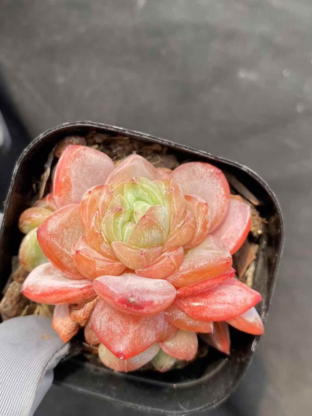 50株の抜き苗セット】スターライト2頭 多肉植物 佐川急便発送 エケベリア