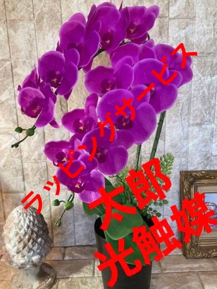 光触媒 人工観葉植物 ウォールグリーン クィーン胡蝶蘭5本w/ab高さ74