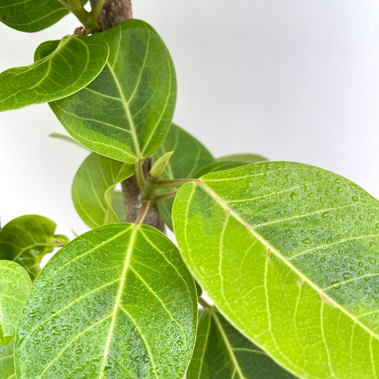 フィカス アルテシマ 曲がり 15【現品】観葉植物 室内 大型