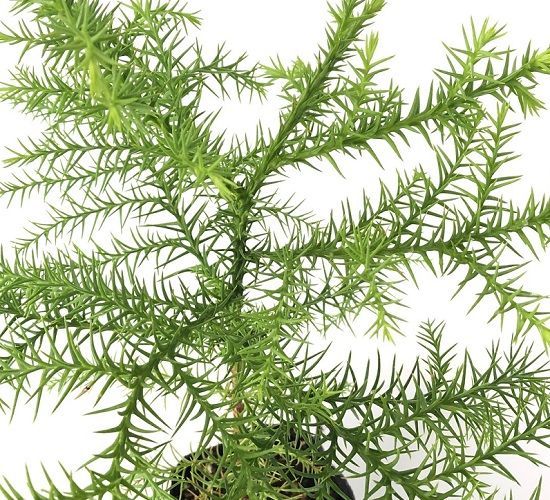 30本セット スギ樹高0.8m前後10.5cmポット