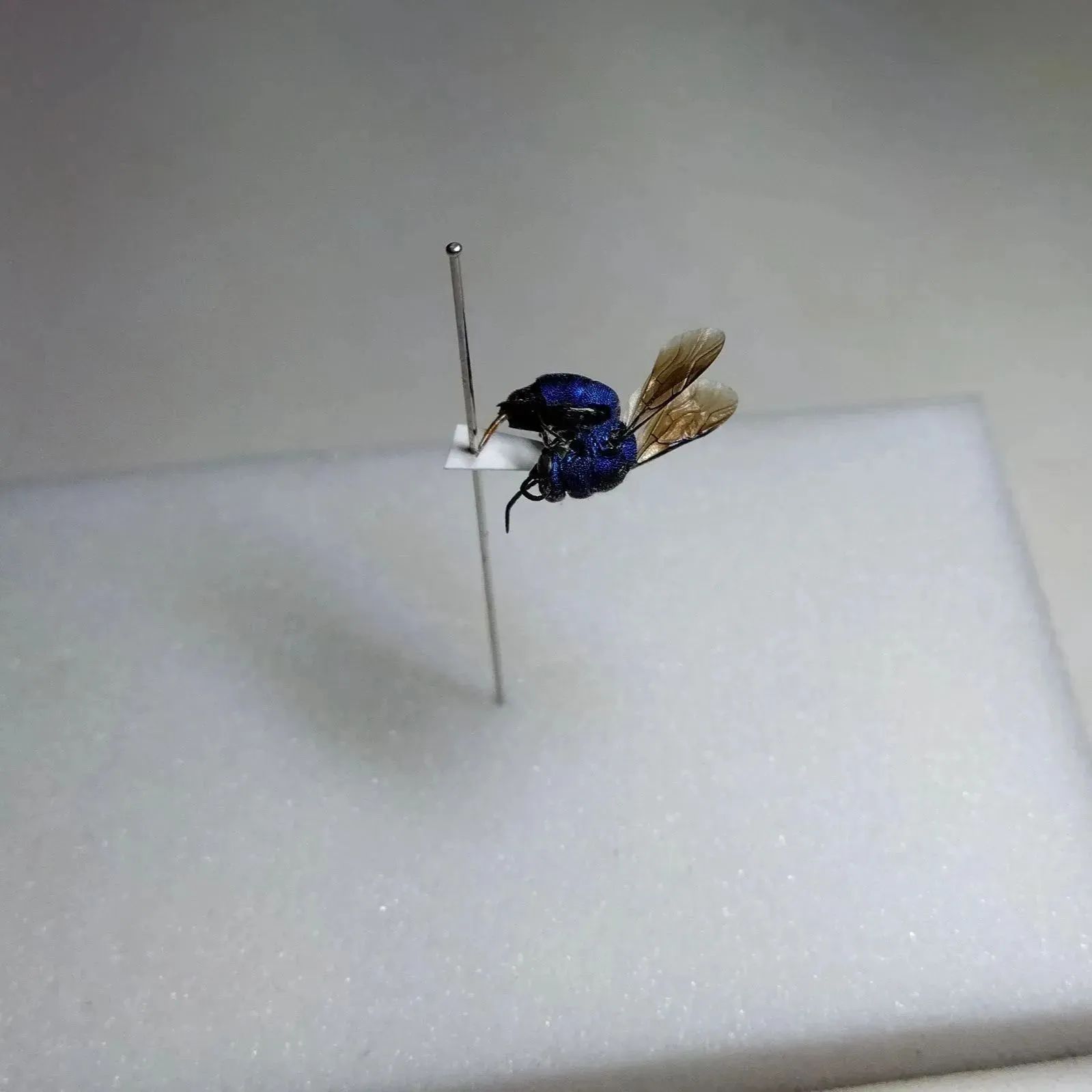 クロバネセイボウ (黒羽青蜂) 標本 珍しいハチの一種です - メルカリ