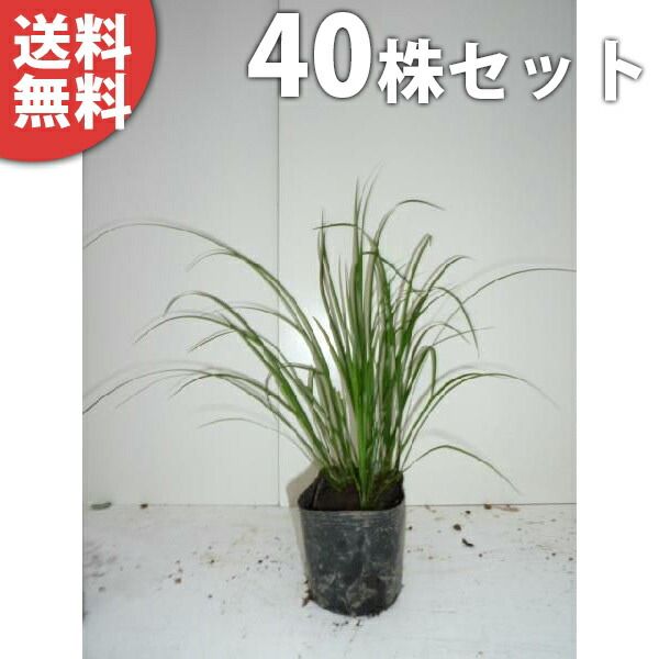 苗|苗木 40ポットセット セキショウ 10.5cmポット せきしょう 苗木 苗 植木 庭木 生け垣 kb 40本 40